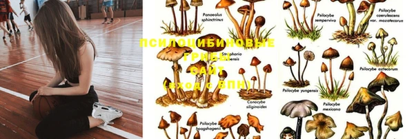 PSILOCYBIN Баксан